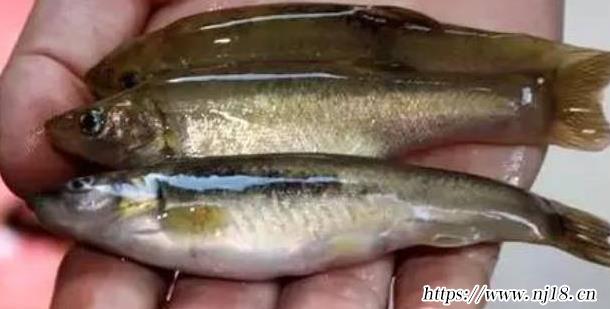 小溪裏的魚種類