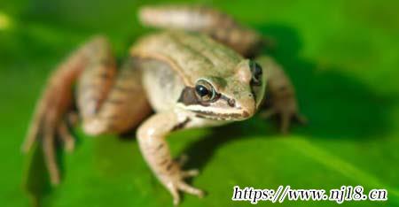 兩棲動物有哪些，康熙字典常見的兩棲動物有哪些