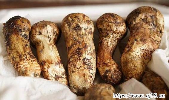 鬆茸怎麼保存，康熙字典鮮鬆茸怎麼保存