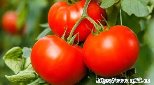 十大提高免疫力食物推薦