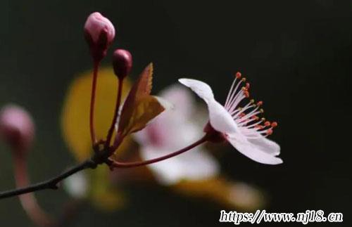 劉姓好聽到爆炸的名字1130個