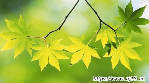 女生簡單幹淨好聽的微信網名430個