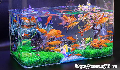 養魚的水怎樣才能養好水質