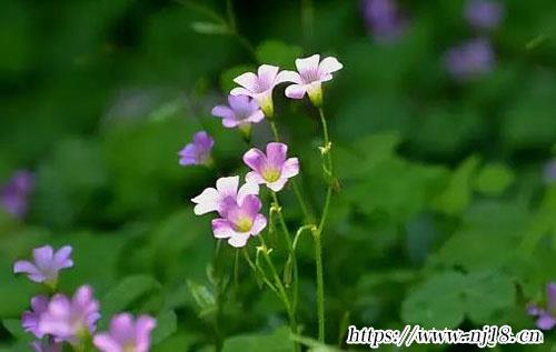 網名女生沙雕可愛萌，康熙字典沙雕網名女生搞笑有趣