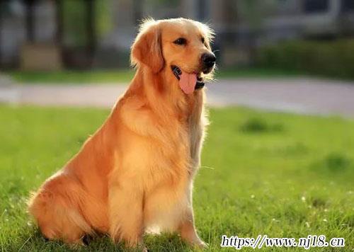 金毛犬怎麼養