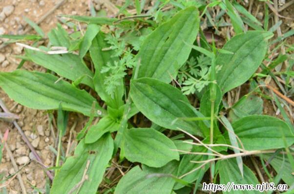 中國十大知名植物藥材