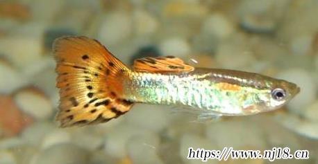 孔雀魚水溫多少度合適，康熙字典孔雀魚適合在多少度水溫裏養