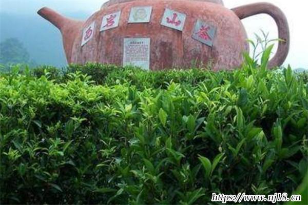 廣西十大名茶排行榜，廣西有什麼茶比較出名