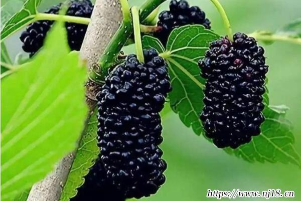 纖維含量高的十大食物排行榜