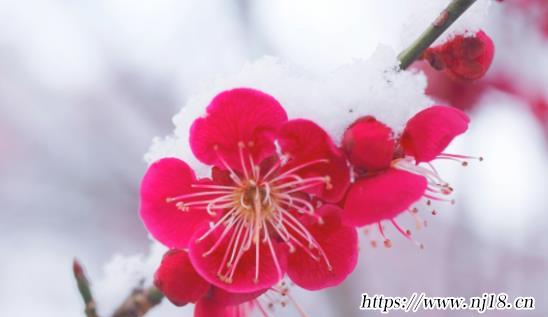 讚美梅花的詩句