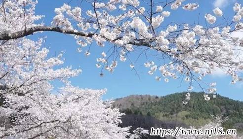 關於櫻花的網名