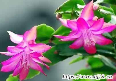 虎寶寶生辰八字起名新