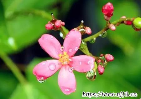 獨特好聽的名字網名，康熙字典難忘又簡單好聽的微信名