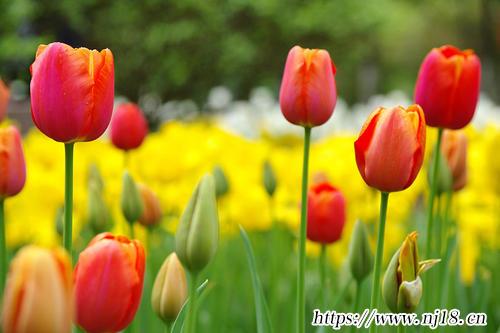 鬱金香花語