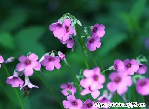 女寶寶名字大全2022屬虎新，康熙字典女孩怎麼取個不錯的名字
