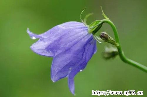 屬虎女孩子取名字大全1390個