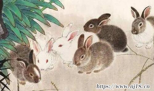 2022年屬兔的事業怎麼樣