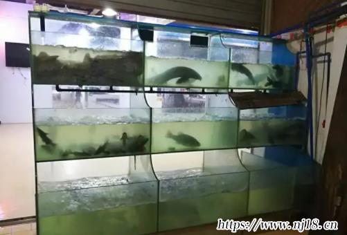 獨一無二的魚店名字120個