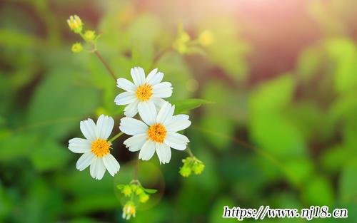 保護植物標語