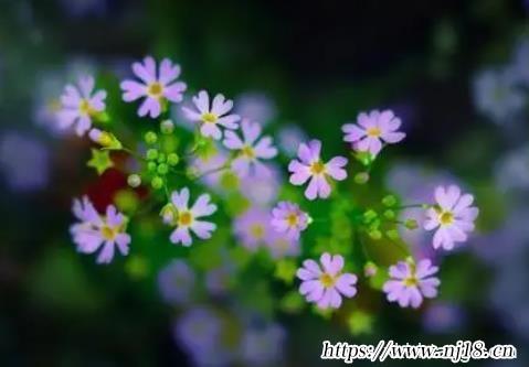 生辰八字查詢五行取名