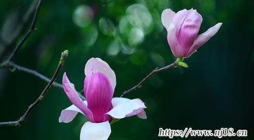 新生兒乳名大全滿分350個