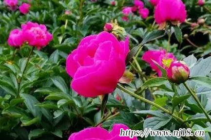 女孩姓張有氣質名字1580個