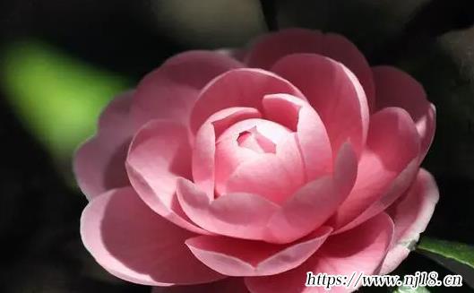 燁字取名男孩有寓意800個