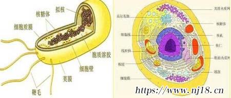 原核細胞和真核細胞的區別是什麼，康熙字典真核細胞和原核細胞的區別