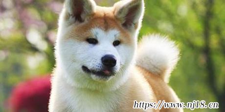 秋田犬為什麼禁養