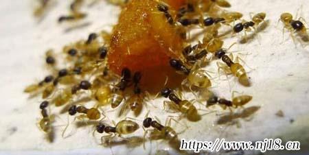 小黃螞蟻是怎麼產生的，康熙字典家裏有小黃螞蟻的原因