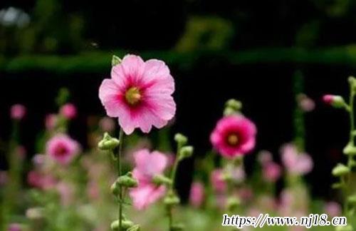 虎年出生的女孩起什麼名字最好1500個