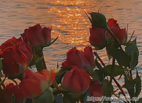 放棄掙紮的傷感網名 徹底死心放棄的網名