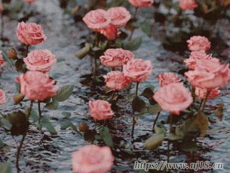 氛圍高級感寶藏網名 一眼就心動的寶藏網名