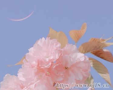 雅而不俗的微信網名最新 好聽淡雅的網名合集