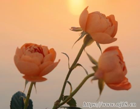 成熟女生必備的網名 35歲有韻味女人的網名