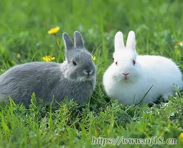 2023兔年帶兔字的吉祥網名 屬兔的吉祥旺財網名