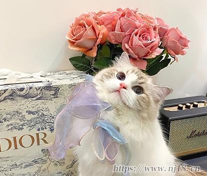 很容易上頭的溫柔網名 氣質絕佳的最新網名