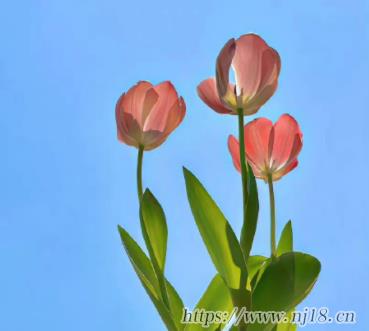 純真好聽的網名很簡單 清純甜甜的網名大全