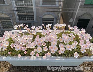 很哇塞的女生網名大全 憨憨好聽的新版昵稱