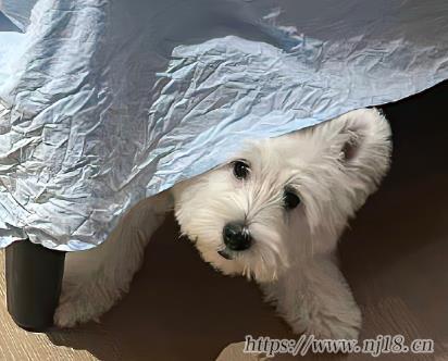 2023最火的網名很簡單 很潮的昵稱簡短