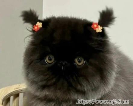 符號網名大全花樣符號 仙氣飄飄的特殊符號網名