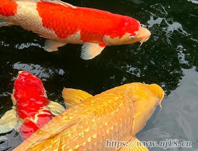 福氣滿滿的網名大全 穩重又大氣的福分昵稱