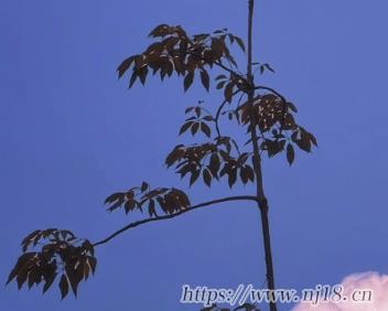 高質量的擺爛網名 躺平專用的昵稱